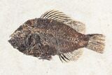 Framed Fossil Fish (Cockerellites) - Wyoming #147186-1